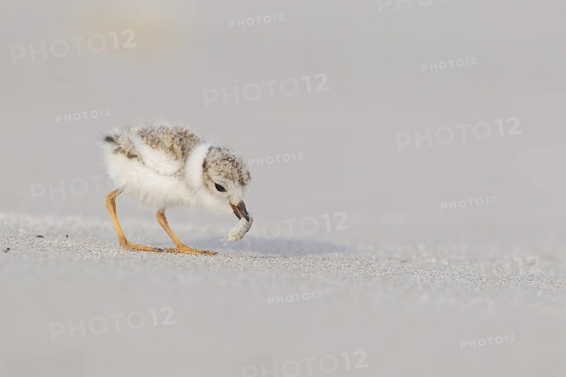 Piping Plover : Crane Beach : Ipswich, MA