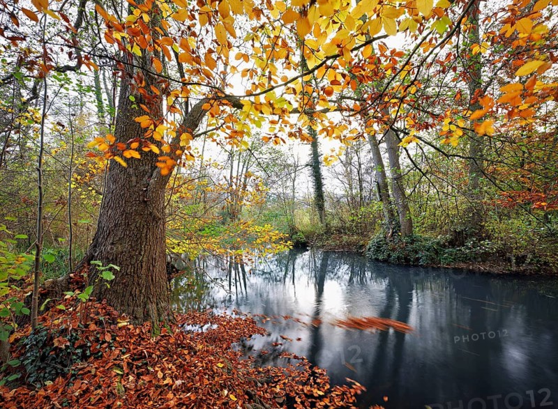 Aabach also called Hallwiler Aa in autumnal surroundings, Seengen, Canton Aargau, Switzerland