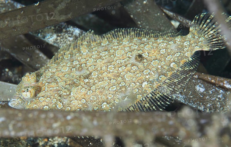 A well camouflaged flounder, eyespot dwarf turbot (Zeugopterus regius), rests between Neptune grass (Posidonia oceanica) on the seabed in the Mediterranean near Hyères. Dive site Les Grottes, Giens peninsula, Provence Alpes Côte d'Azur, France