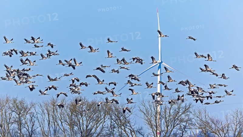 Common crane (Grus grus), also Eurasian crane, migratory bird, resting bird, flock, wind farm, wind energy plant, Middle Elbe Biosphere Reserve, Saxony-Anhalt, Germany