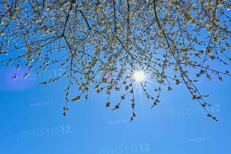 Sunbeams shine through blossoming cherry tree branches in the clear blue sky, Seckmauern, Lützelbach, Odenwald, Hesse, Germany