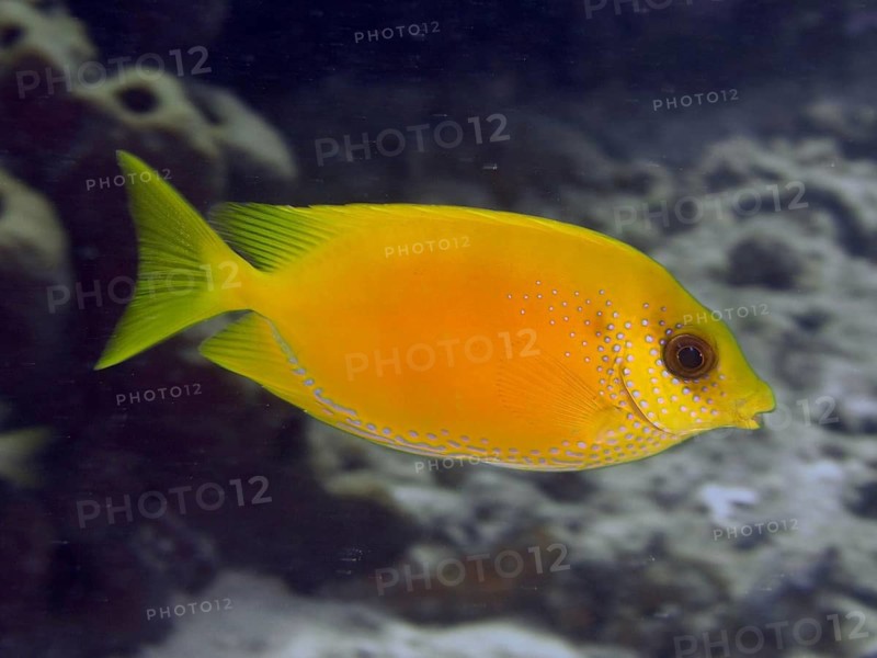 A bright yellow Indian coral rabbitfish (Siganus corallinus) swimming in the sea, dive site Close Encounters, Permuteran, Bali, Indonesia