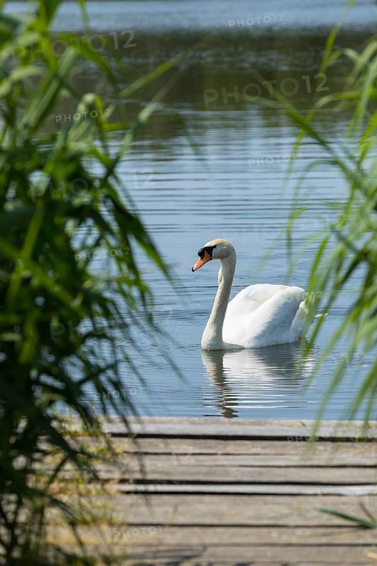 Mute swan (Cygnus olor) on the middle pond near Neudorf Klösterlich, Wittichenau, Dubringer Moor, Saxony, Germany