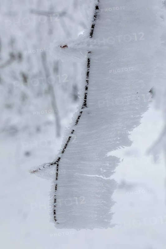 Branch with hoarfrost formed by the wind, enchanted winter forest at Czorneboh, Upper Lusatia, Saxony, Germany