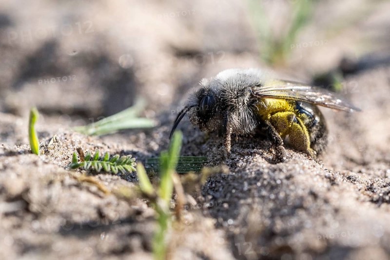 Ashy Mining Bee (Andrena cineraria), Emsland, Lower Saxony, Germany