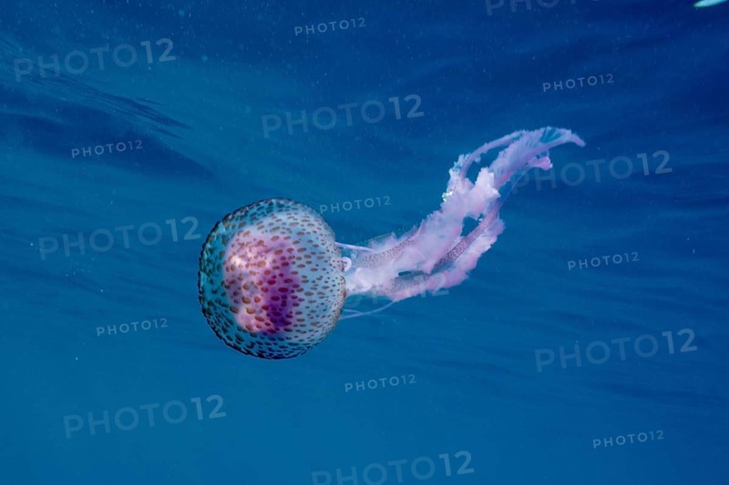 Single luminous jellyfish (Pelagia noctiluca) swimming in deep blue water, dive site Cap de Creus Marine Protected Area, Rosas, Costa Brava, Spain, Mediterranean Sea