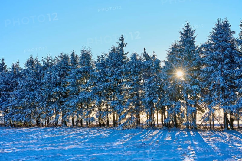 A row of spruce trees whose shadows fall on a white field, winter, Wasserkuppe, Gersfeld, Rhön, Hesse, Germany