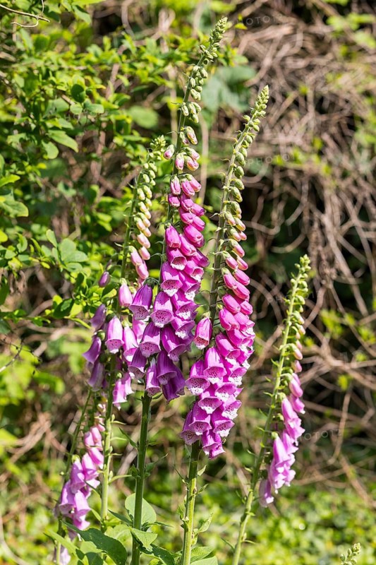 Flowering foxglove (digitalis) in the historic apothecary garden next to the ruins of the Heilig Kreuz monastery, Meissen, Saxony, Germany