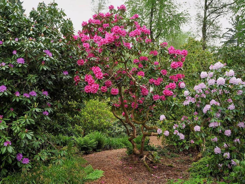 Flowering rhododendron (Rhododendron campanulatum), Seleger Moor, Rifferswil, Canton Zurich, Switzerland