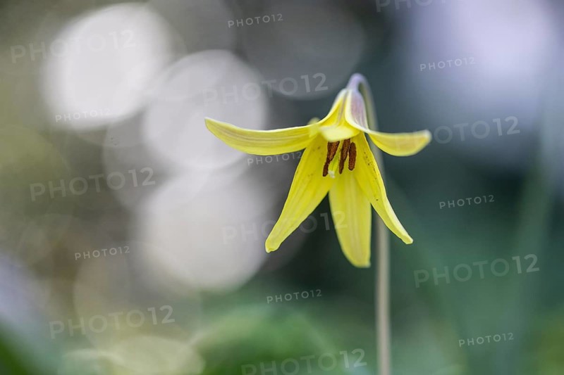 Dogtooth (Erythronium americanum), Emsland, Lower Saxony, Germany