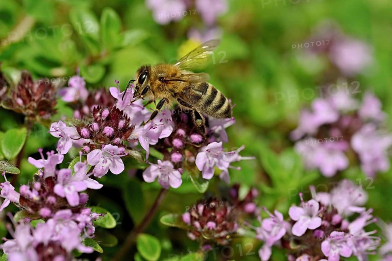 Honey bee (Apis mellifera), collecting nectar on wild thyme (Thymus pulegioides), Switzerland