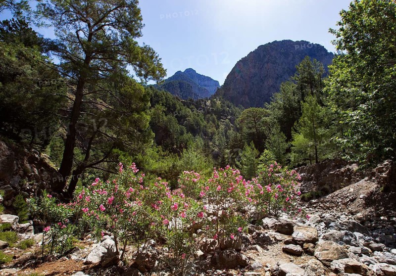 Oleander bush on the hiking trail through the Samaria Gorge, south coast, Crete, Greece