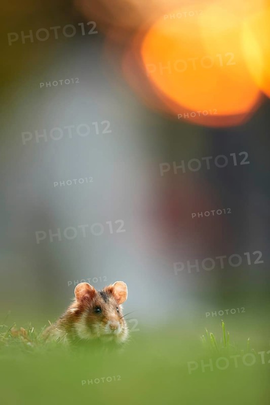 Common Hamster (Cricetus cricetus) foraging on meadow in sunset, Vienna, Austria