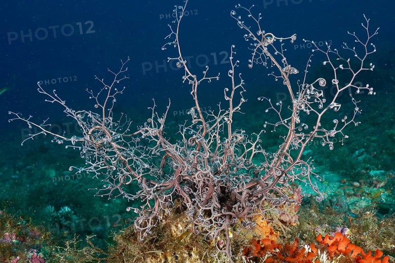 Large coral-like organism, mediterranean basket star (Astrospartus mediterraneus), with branching branches on the seabed. Dive site Marine protected area Cap de Creus, Rosas, Costa Brava, Spain, Mediterranean Sea