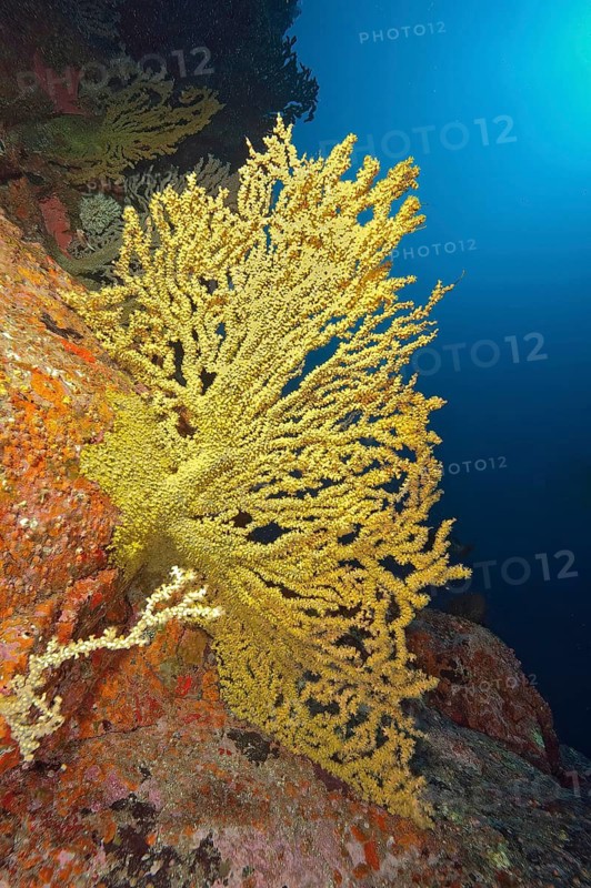 False Black coral, Gold coral (Savalia savaglia) grows on rocky reefs of volcanic origin in early Earth history, Eastern Atlantic, Canary Islands, Spain