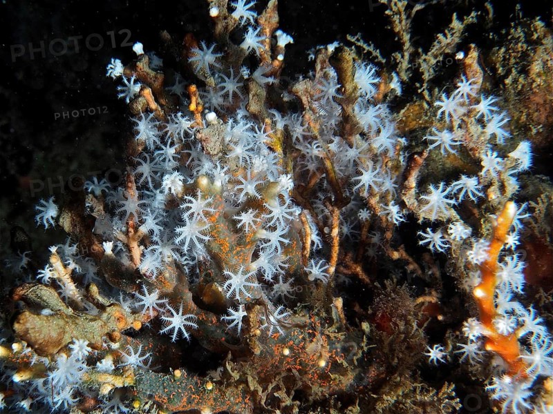 Detailed close-up of blooming coral polyps of snowflake coral (Carijoa riisei) on a reef, dive site Blue Heron Bridge, Phil Foster Park, Riviera Beach, Florida, USA