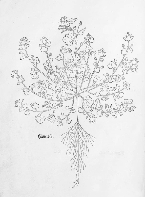Ivy-leaved speedwell (Veronica hederifolia), woodcut by Leonhart Fuchs, from New Kreüterbuch, neues Kräuterbuch, Michael Isingrin, Basel, Switzerland, 1543
