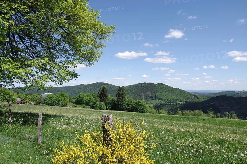 Landscape, Sky, Meadow, Colourful, Sauerland, North Rhine-Westphalia, Germany, Blooming meadows, green leaves and a wonderful view of the mountains of Winterberg