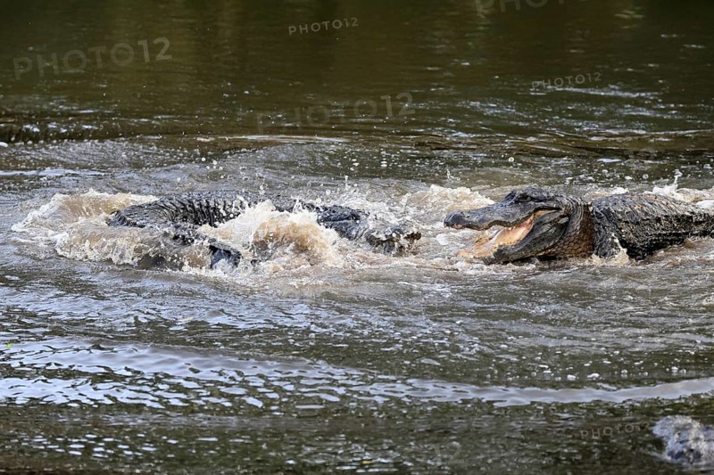 Mississippi Alligator (Alligator mississippiensis), pike alligator, adult, male, two males, fighting, in water, Florida, USA, North America