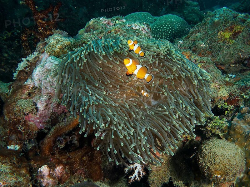 Ocellaris Clownfish (Amphiprion ocellaris), Nemo, hiding in a lively giant anemone (Stichodactyla gigantea) in the reef, dive site Spice Reef, Penyapangan, Bali, Indonesia