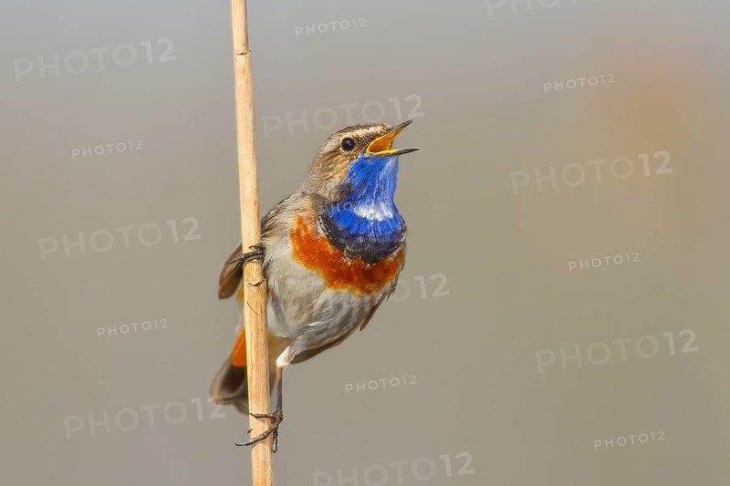 White-starred bluethroat (Luscinia svecica cyanecula), mating male on a reed, wildlife, nature photography, songbird, Lauwersmeer National Park, Netherlands