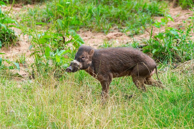 Visayan warty pig (Sus cebifrons negrinus) on a meadow, Bavaria, Germany