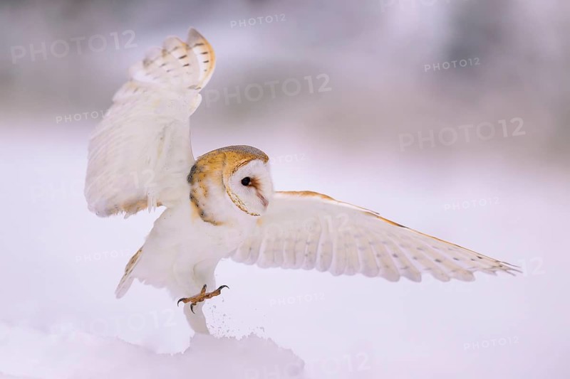 Barn owl (Tyto alba), landing on a small mound of snow in a winter landscape, biosphere reserve, Swabian Alb, Baden-Württemberg, Germany