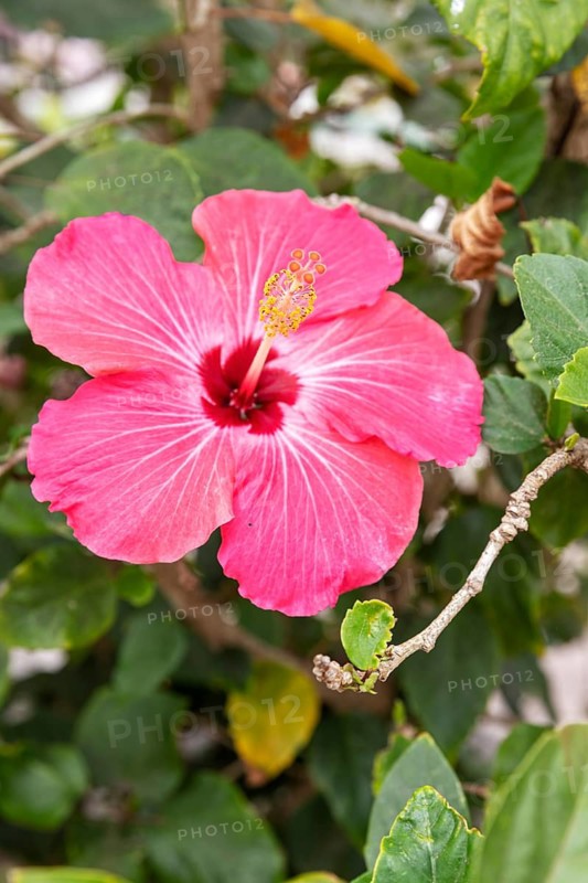 Hibiscus fragilis (Creole: mandrinette), San Cristobal, Galapagos, Ecuador