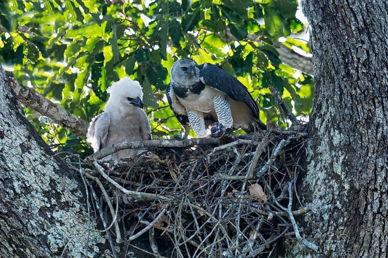 Female Harpy Eagle, Harpia harpyja, feeding her 4 month old chick with a capuchin monkey, Alta Floresta, Amazon, Brazil