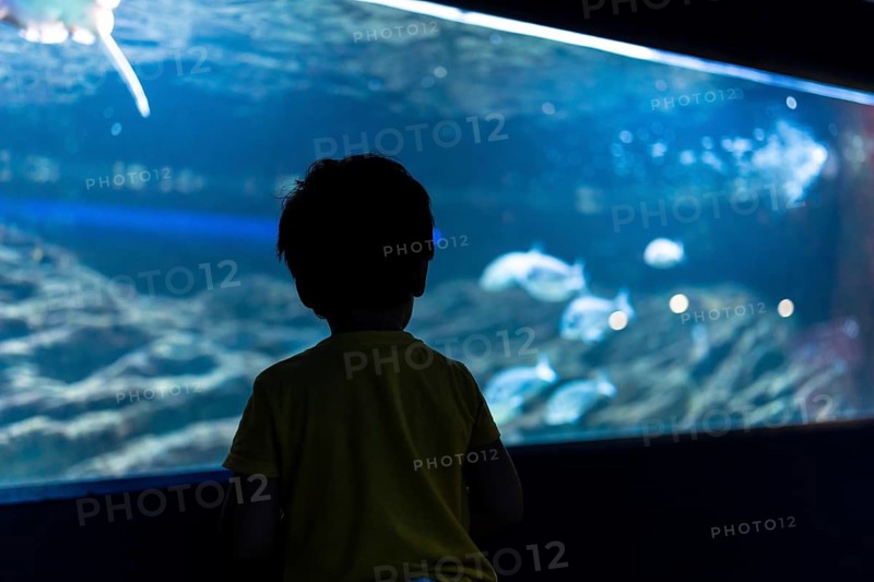 Silhouette of preschooler looking at exotic fish swimming in a large aquarium tank, experiencing the wonders of marine life