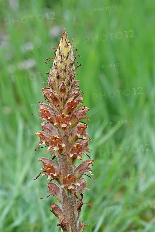 Gorse (Orobanche rapum-genistae), a subspecies of the genista family (Orobanchaceae) is endangered in Germany, on a wooded area with broom (Genista), Wilnsdorf, North Rhine-Westphalia, Germany