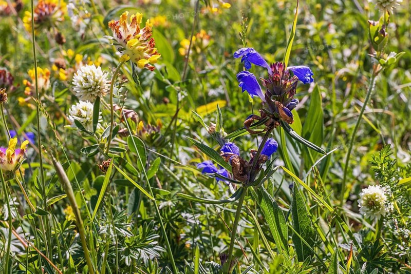 Dragonhead (Dracocephalum ruyschiana) in bloom on a sunny flowering meadow with wildflowers