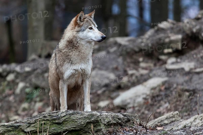 Wolf (Canis lupus), captive, Bad Mergentheim Wildlife Park, Baden-Württemberg, Germany