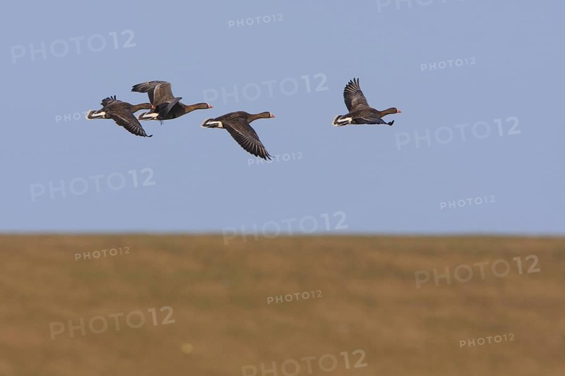 Lesser White-fronted Goose (Anser erythropus) flying, Netherlands