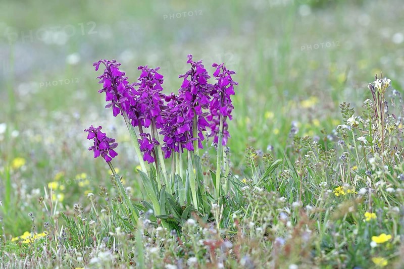 Green-winged orchid (Anacamptis morio), group of inflorescences next to each other in a meadow, close-up, Hesse, Germany