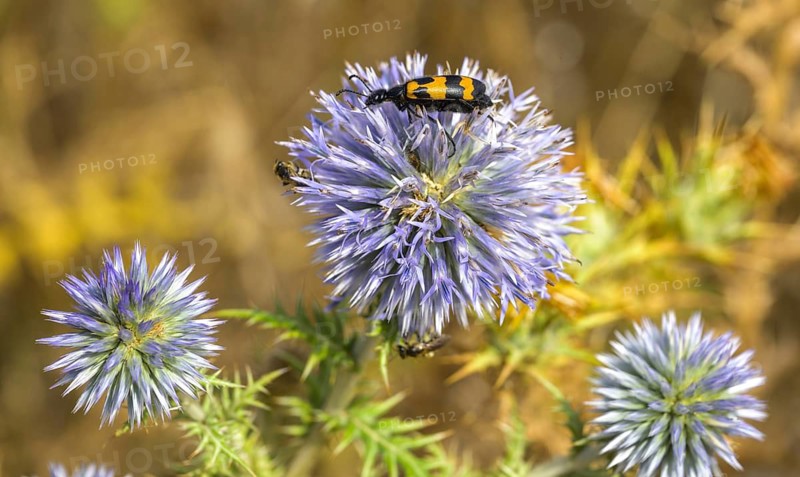 Blue thistles and beetles, Mourèze, Département Hérault, France