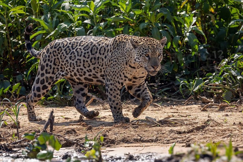 Jaguar (Panthera onca) running across a sandy beach, Pantanal, Brazil