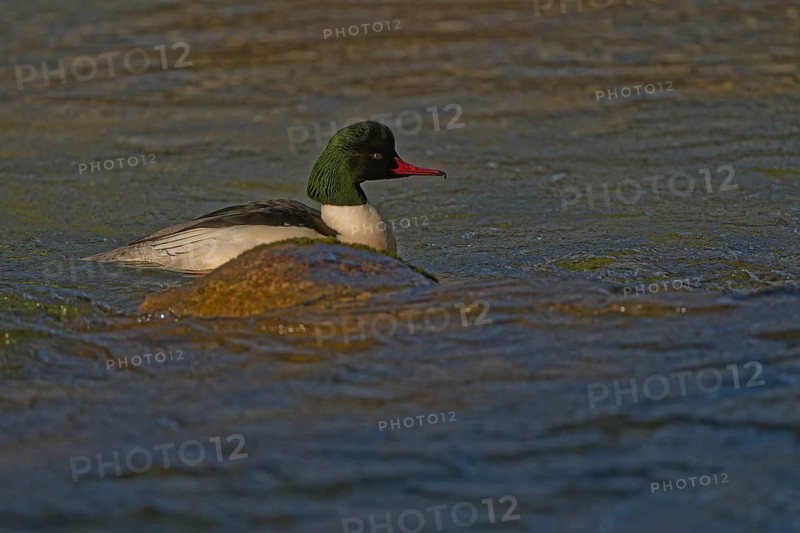 Goosander (Mergus merganser), male, swimming in the Kieferbach, Kiefersfelden, Upper Bavaria, Bavaria, Germany