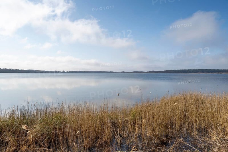 Reeds on the shore of Lake Rederangsee, Müritz National Park, Mecklenburg Lake District, Mecklenburg, Mecklenburg-Vorpommern, Germany