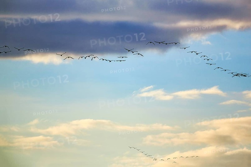 Cranes flying, grey crane (Grus grus), bird migration, evening sky, Rehdener Geestmoor, Diepholzer Moorniederung, Dümmer nature park Park, Diepholz, Lower Saxony, Germany