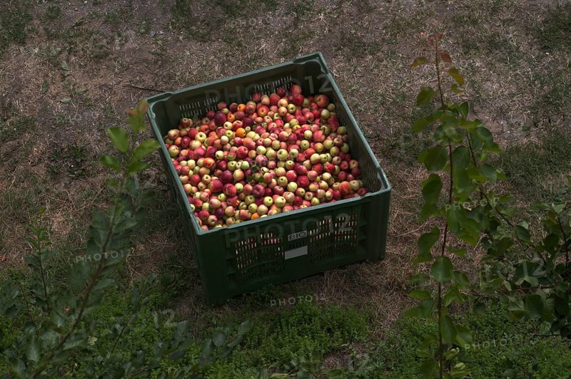 Different apple varieties, Golden Delicious, harvested, in crate, apple harvest, apple orchard, orchard, agriculture, agribusiness, Scena, Scena, South Tyrol, Autonomous Province of Bolzano, Italy