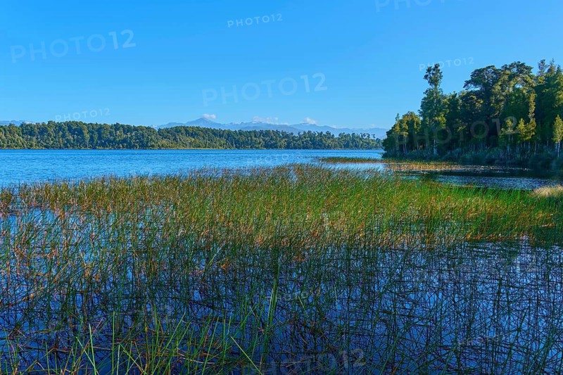 Reeds growing on the shore of a large lake, with a dense forest in the background, Lake Mahinapua, Ruatapu, South Island, New Zealand