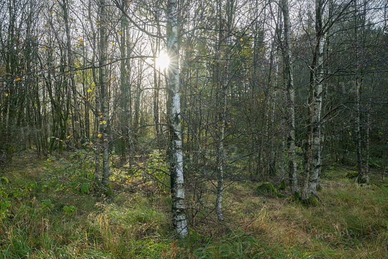 Bog birch forest, bog birch (Betula pubescens) backlit with sun star, Schwarzes Moor, near Fladungen, Bavarian Rhön Biosphere Reserve, Bavaria
