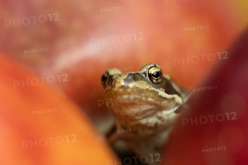 Common frog (Rana temporaria) adult amphibian climbing on a fallen apple fruit on a garden lawn in the summer, England, United Kingdom