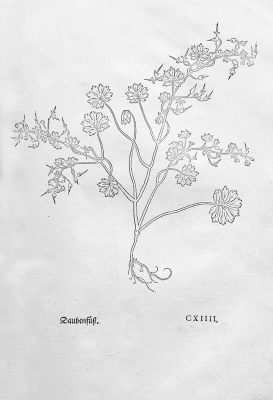 Round-leaved cranesbill (Geranium rotundifolium), woodcut by Leonhart Fuchs, from New Kreüterbuch, neues Kräuterbuch, Michael Isingrin, Basel, Switzerland, 1543