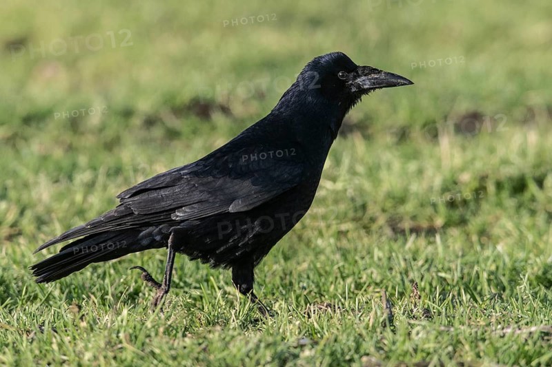 Rook (Corvus frugilegus), Emsland, Lower Saxony, Germany