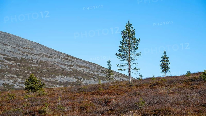 Autumn landscape, Pallas-Yllästunturi National Park, Lapland, Finland