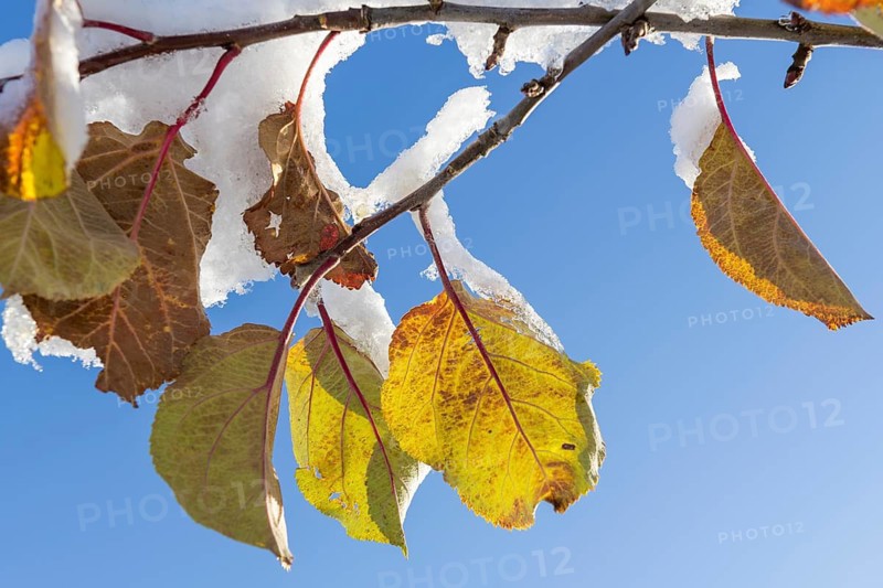 Snow-covered colourful fruit tree leaves in winter, apple tree, Baden-Württemberg, Germany