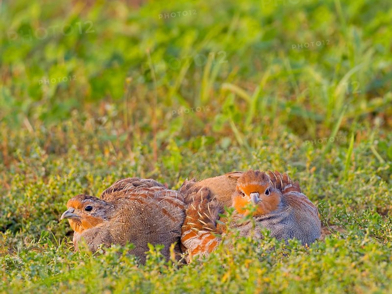 Gray partridges (Perdix perdix), taking a dust bath on a fallow land, Solms, Hesse, Germany