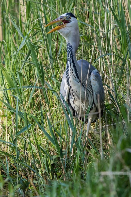 Grey Heron (Ardea cinerea) eating Common bleak (Alburnus alburnus), Mecklenburg-Western Pomerania, Germany